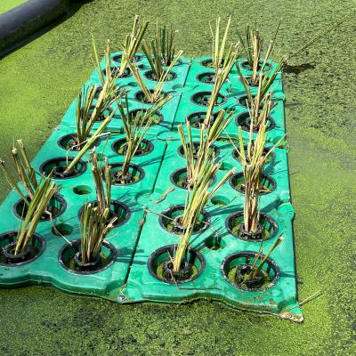 Planting flowers in the floating pot