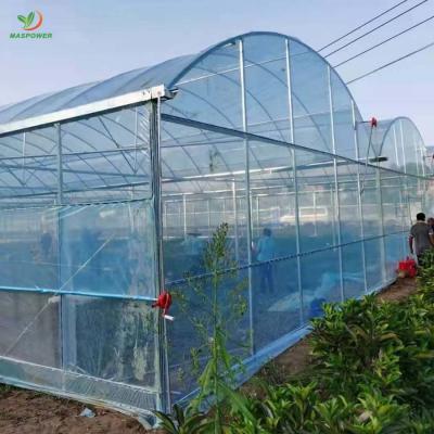 Multi-span Greenhouse detailed presentation