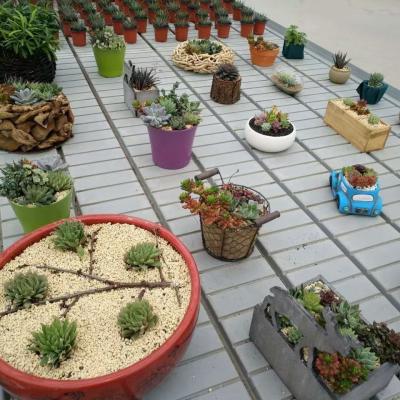  Big greenhouse using our ebb and flow rolling benches