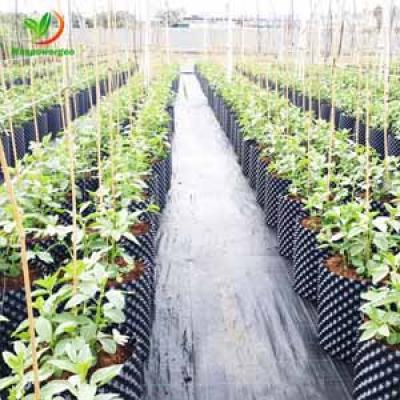 AwsPot ® AIR POT HDPE SHEET FOR FRUIT, CANNABIS, FLOWER GROW