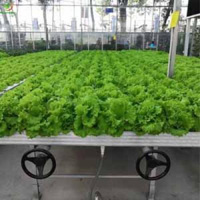 3X3 5X10 EBB AND FLOOD BENCHES ROLLING TRAYS HYDROPONIC 24X48 FOR  AGRICULTURE GREENHOUSE ,PLANTS CANABS NURSEY 