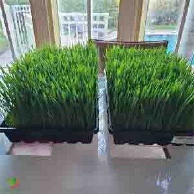 PVC PS NURSERY RICE SEEDLING TRAY 60X30 for Microgreens ,Wheatgrass ,Sprout vegetable