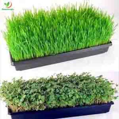 32 50 72 98 128 200 288 CELLS SEED SPROUT TRAYS FOR VEGETABLE ,BROCCOLI ,TOMATO